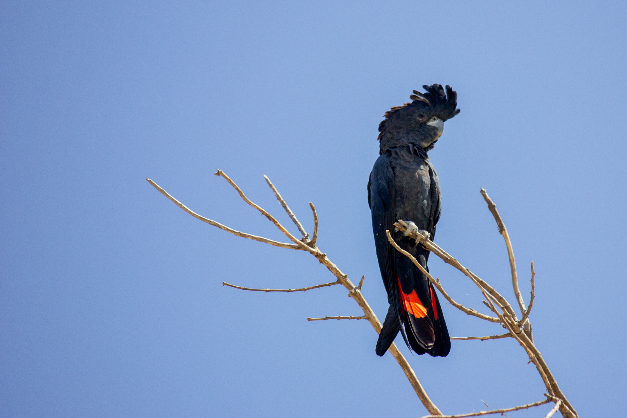 Red Cockatoo